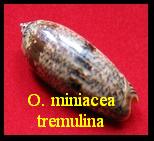 Oliva (Miniaceoliva) miniacea tremulina, Lamarck 1811 